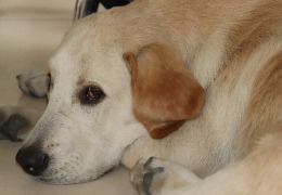 食品原料小百科：小狗會不會得關(guān)節(jié)炎？