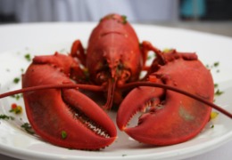 化妝品原料小百科：蝦青素的來源你知道嗎？