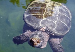 肌醇——魚、蝦飼料的能量補給站！