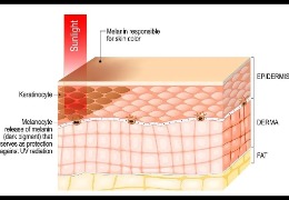 哪種膚色最容易曬黑？(上)